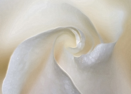heart of rose
